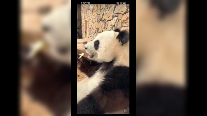 大熊猫吃东西好优雅，真幸福啊