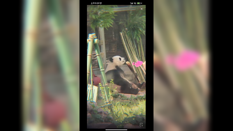 萌兰在户外吃大竹笋好快乐啊