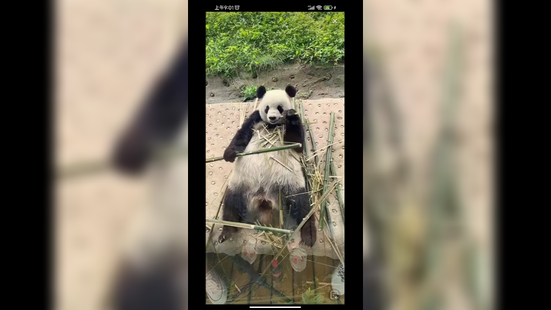 大熊猫坐着吃竹子好可爱啊