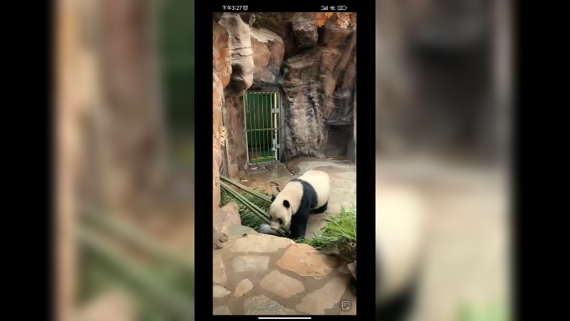 大熊猫萌二吃饱就睡觉了