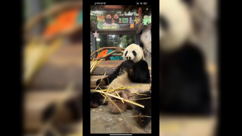 大熊猫在室内吹空调吃竹子，坐姿大气舒服