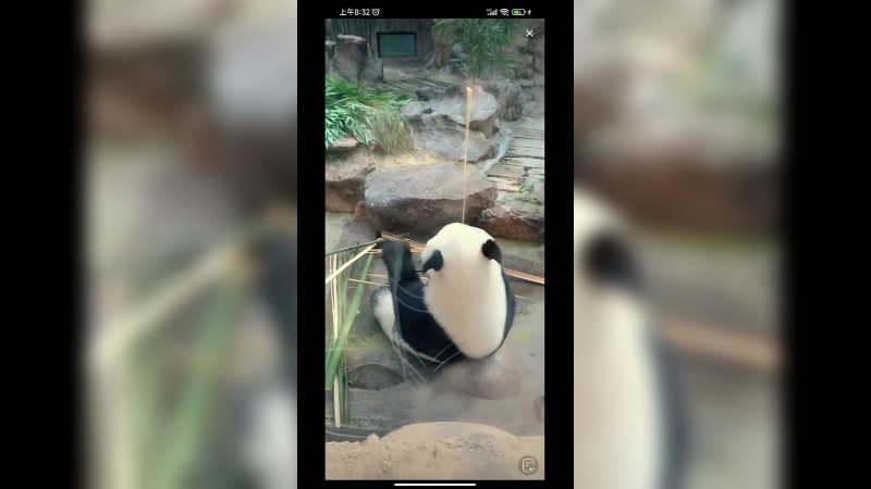 大熊猫坐着吃竹子好可爱啊