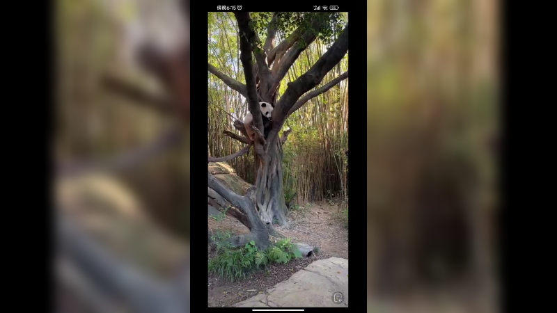大熊猫萌萌在树上玩好可爱