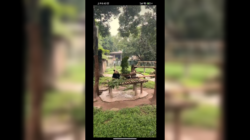 大熊猫在认真吃竹子，两个小的大熊猫在玩