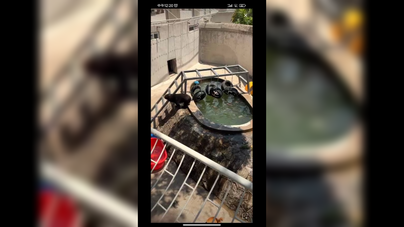 黑熊散步累了就开始玩水凉快啊