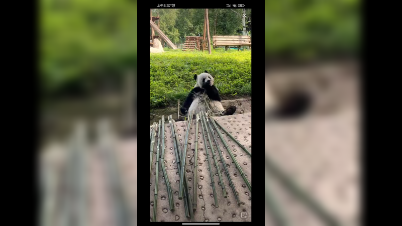 大熊猫思佳坐着吃竹子好快乐