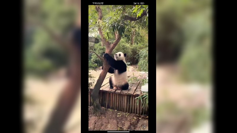 大熊猫爬树倒着玩好可爱啊