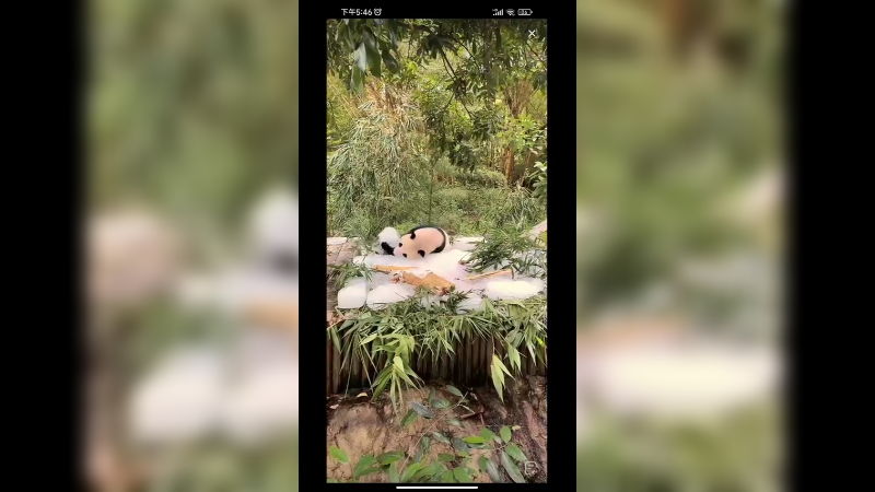 广州大熊猫在户外玩冰块好快乐