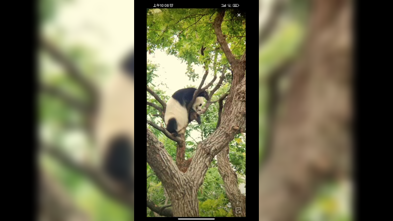大熊猫小白天在树上玩