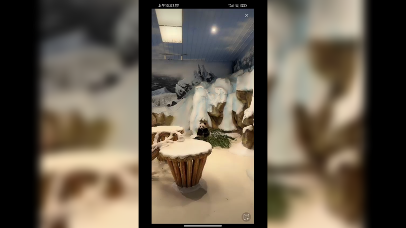 南京大熊猫暖暖吃竹子