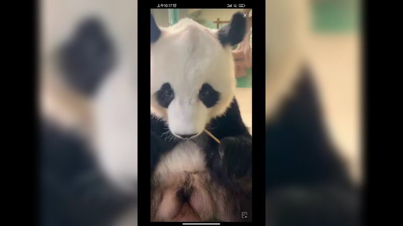 大熊猫在房间里吹空调吃竹笋，小手好可爱