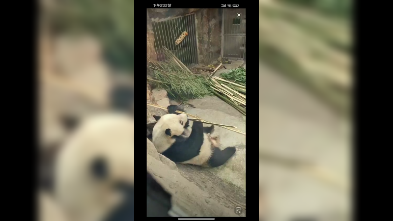 大熊猫萌二吃竹子好快乐，吹空调舒服的