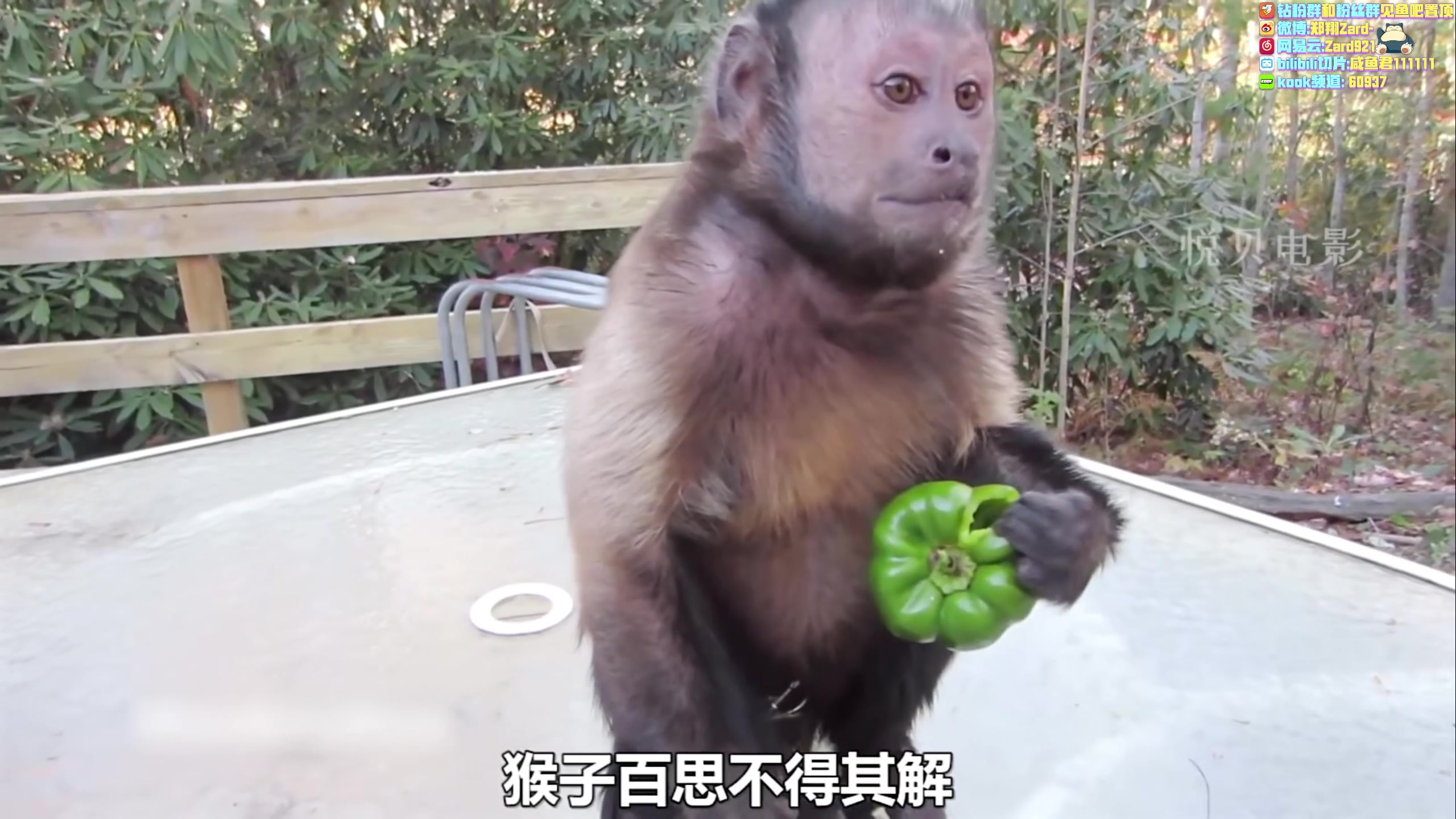 【2023-07-11 00点场】zard1991：Zard1991 chill dude