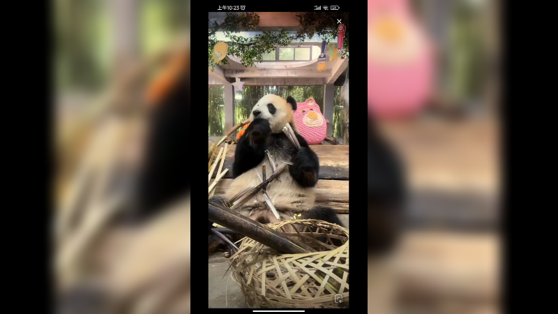 大熊猫吃竹笋快乐的