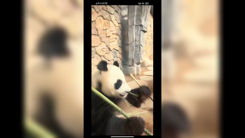 大熊猫坐着吃竹子，吹空调快乐