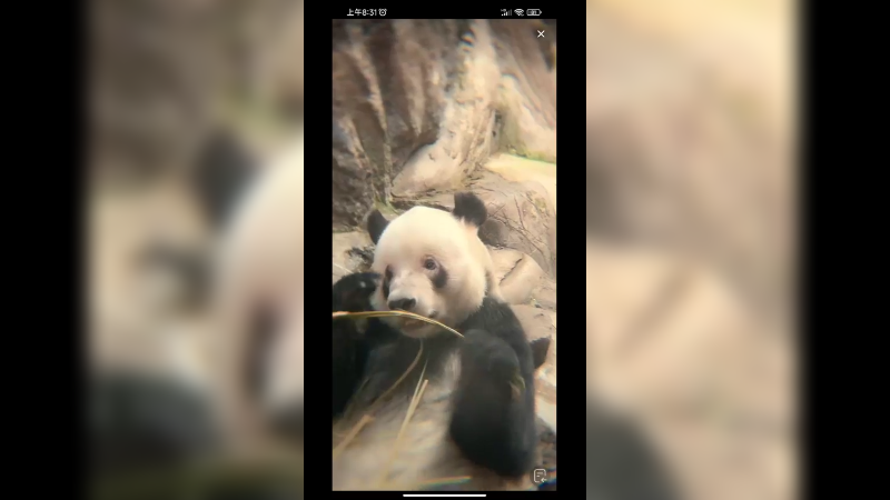 大熊猫萌二吃竹子可爱啊
