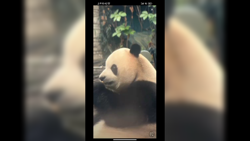 大熊猫福星胖大海吃竹笋好快乐