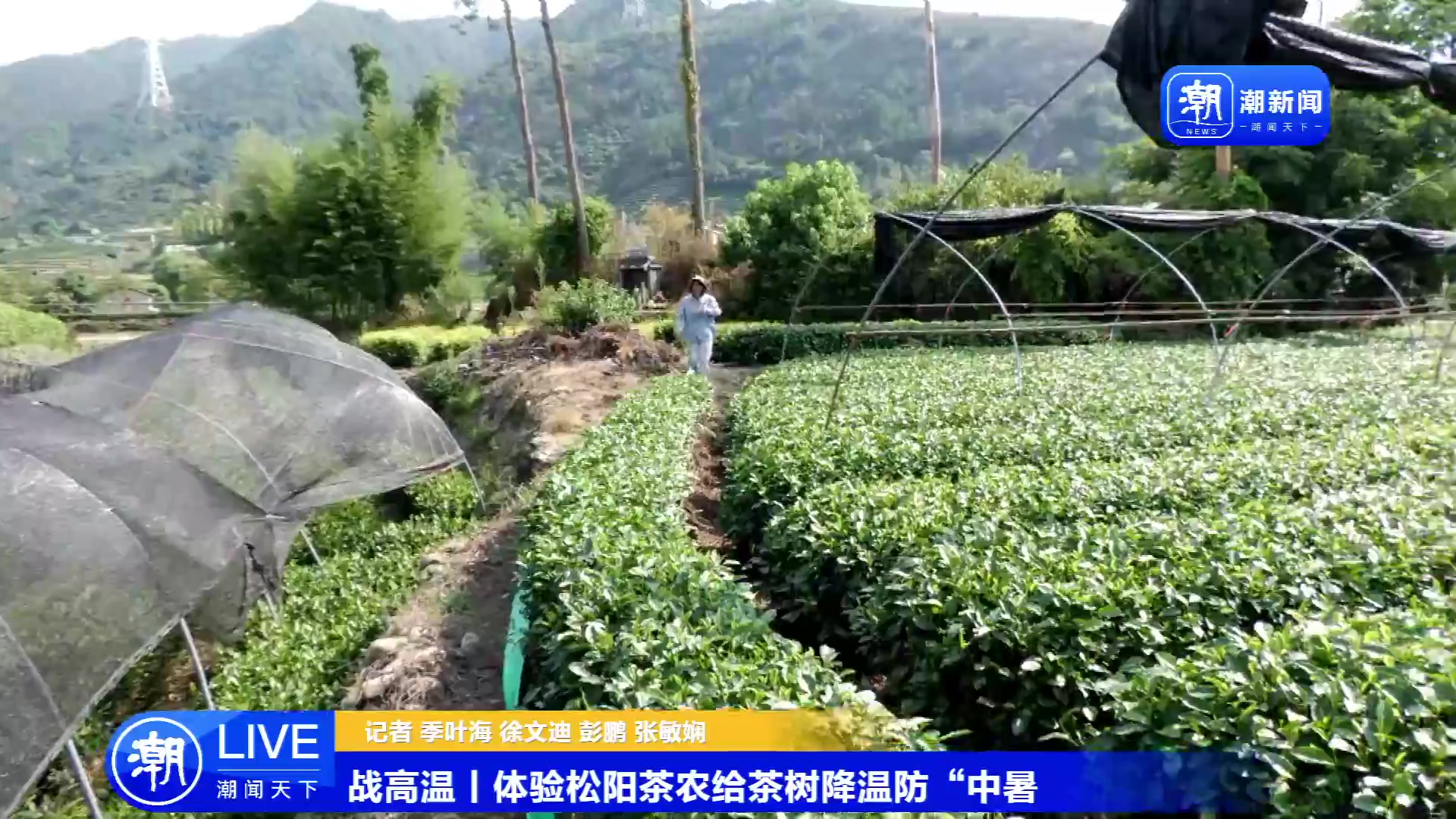 【2023-07-14 15点场】浙江日报直播室：体验松阳茶农给茶树降温防中暑