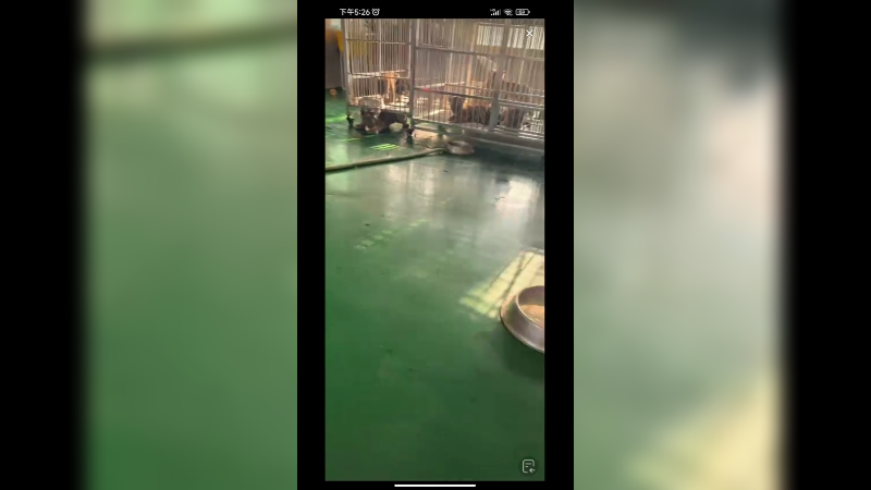 小黑熊在吃饭，小老虎来打扰他