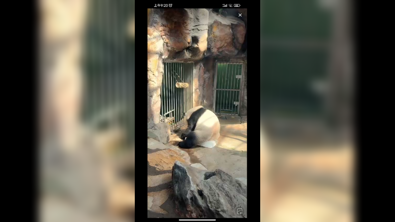 大熊猫萌二在室内吹空调还玩冰块