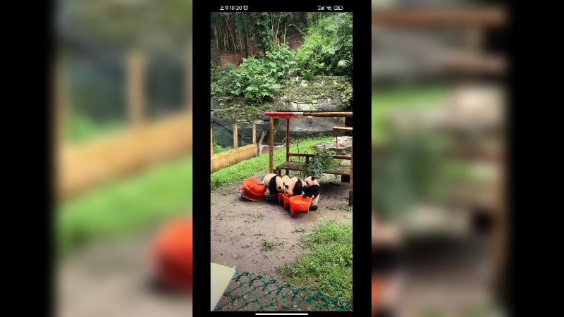 四只大熊猫吃东西好可爱啊