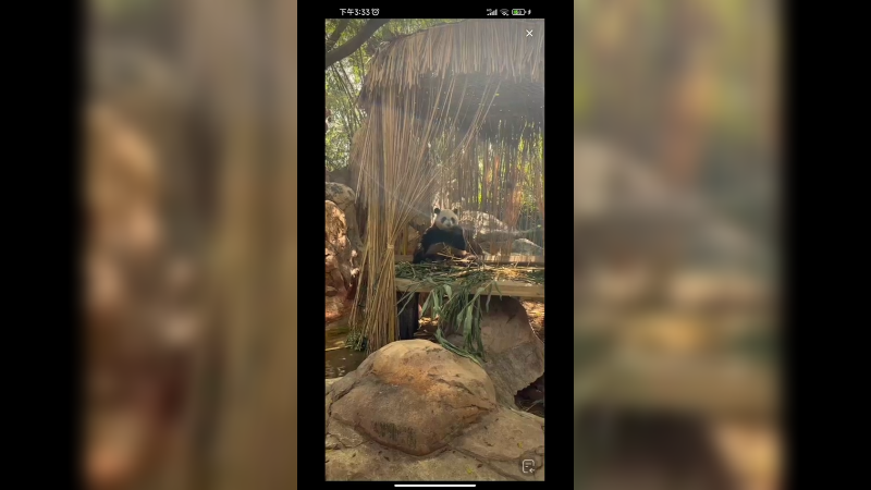 大熊猫酷酷看着游客，好可爱