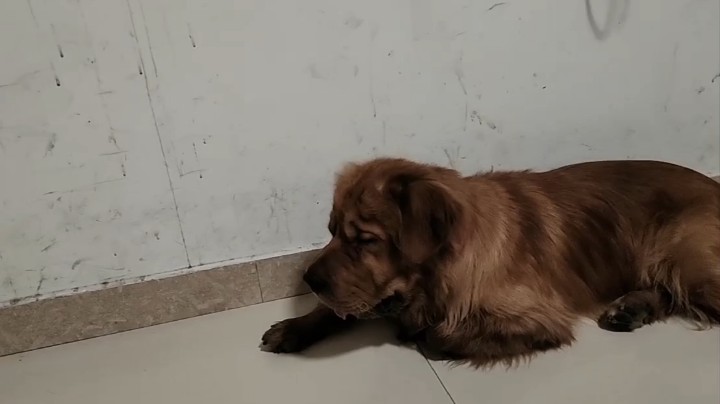 老年金毛犬