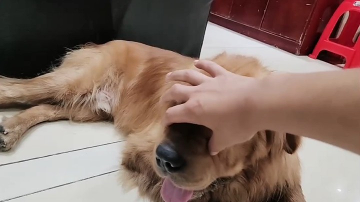 狗好乖