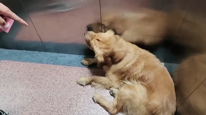 摸狗几下头就跟着上电梯进房间