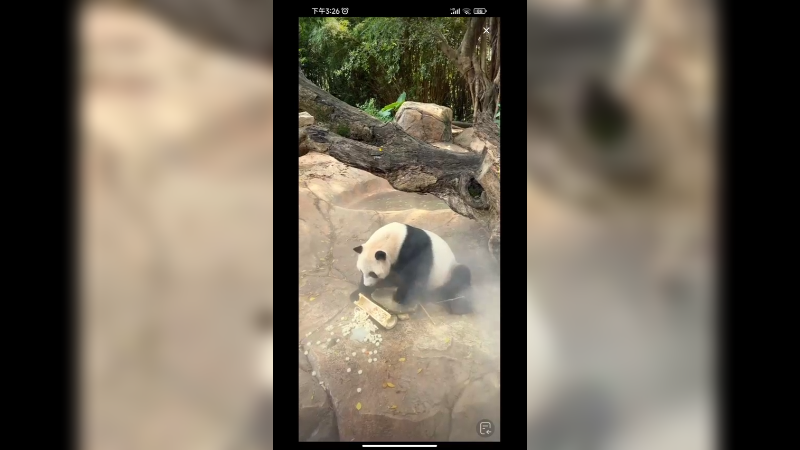 大熊猫酷酷在吃好东西啊，还有喷雾降温