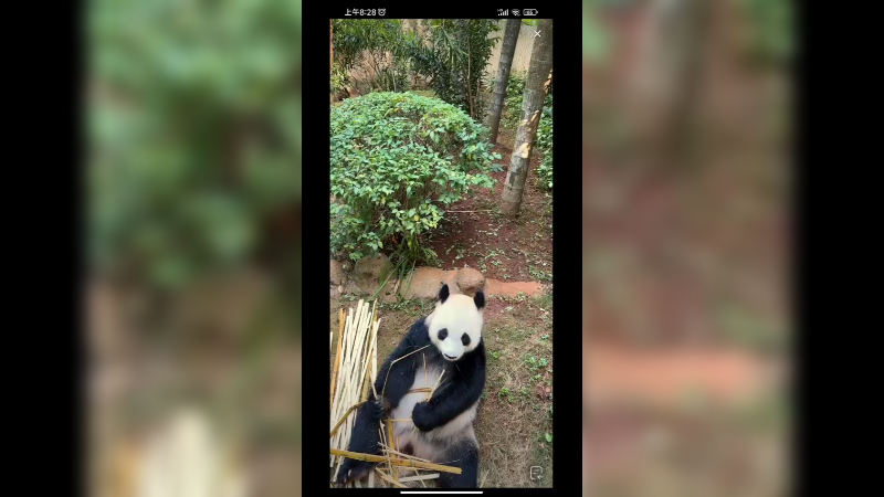 大熊猫坐着吃竹子好可爱