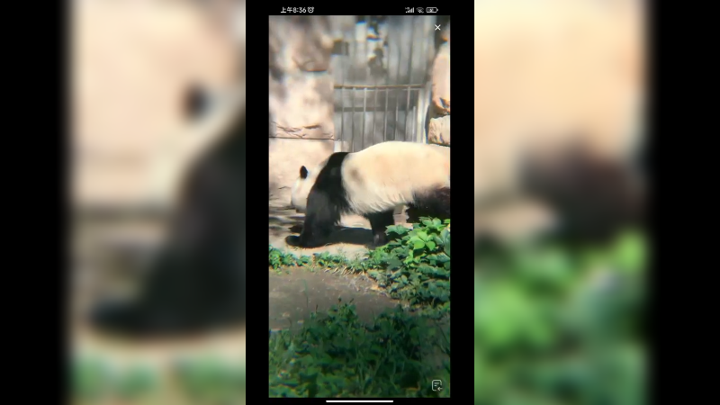 大熊猫小白天想回去休息但是宿舍在搞卫生