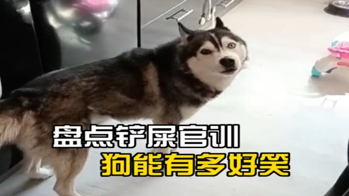 盘点训狗能有多搞笑，显然都不是很服气