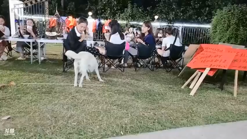 肖哥看小白在女主播面前吃鸡腿，节目效果好