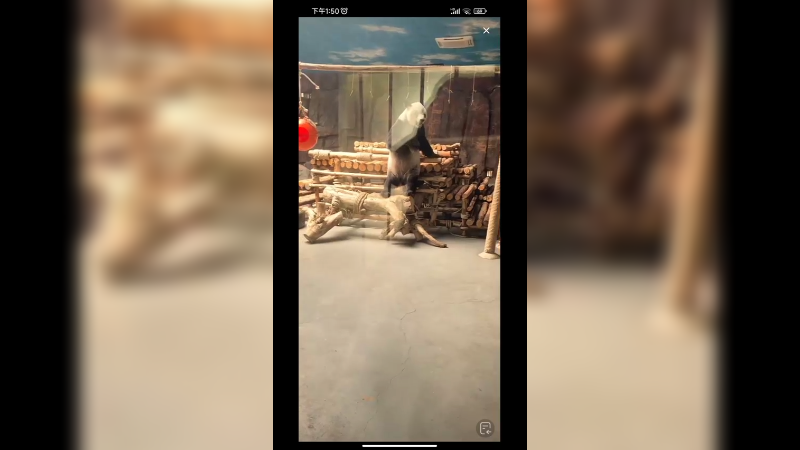 大熊猫站着玩单杠好可爱啊