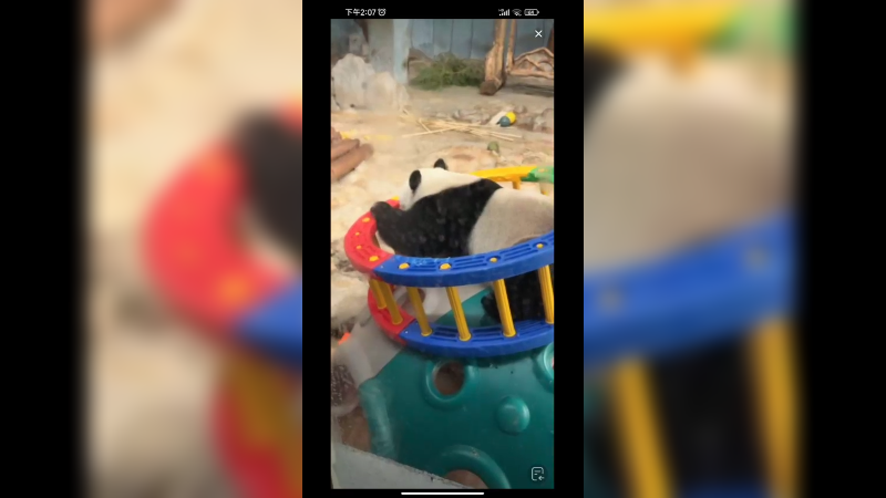 大熊猫来回走路扭脑袋好搞笑