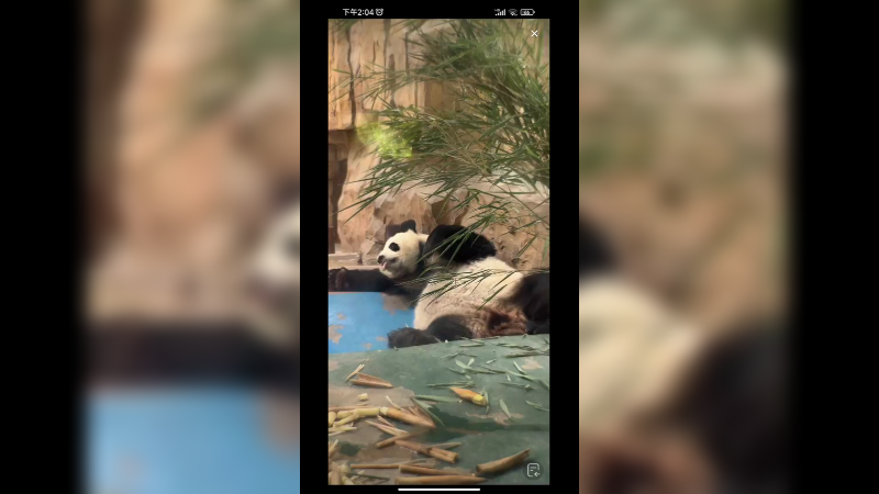 大熊猫躺着吐舌头好搞笑