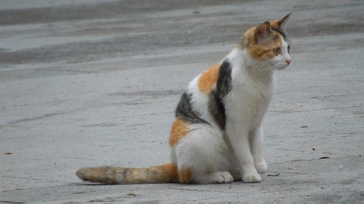 猫咪可以吃玉米，而且非常喜欢吃