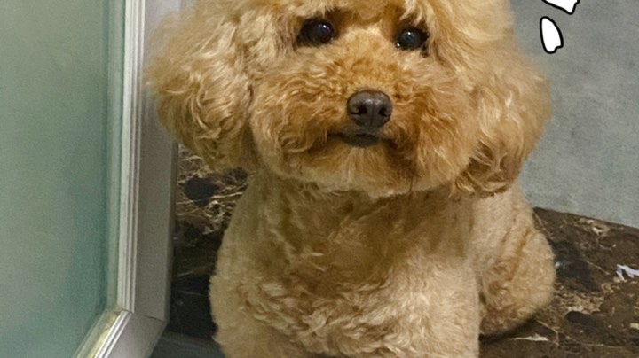 【2023-7-20 19点场】天菜少女涵涵子:又到了给呆菇掉分的日子了