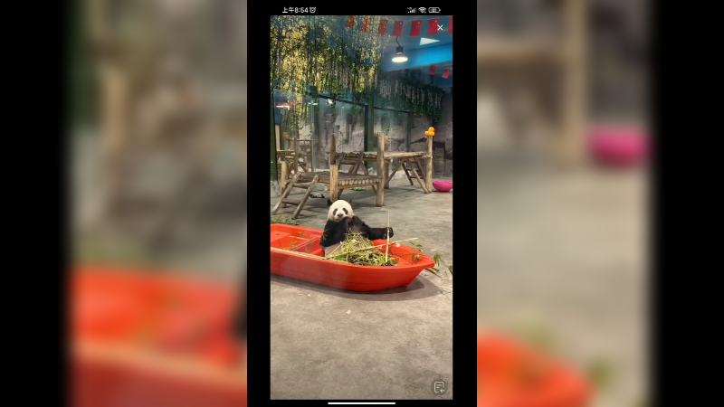 大熊猫坐船上吃竹子