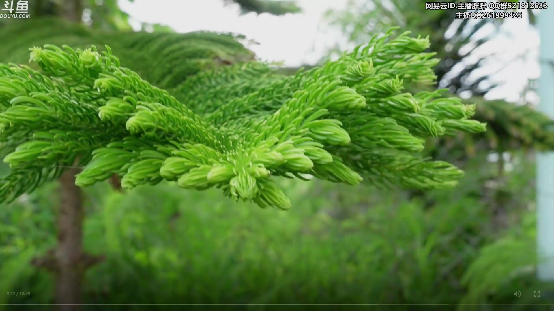 【2023-07-20 03点场】胖胖灬：胖胖OB：EDG 神+FOFO首发！