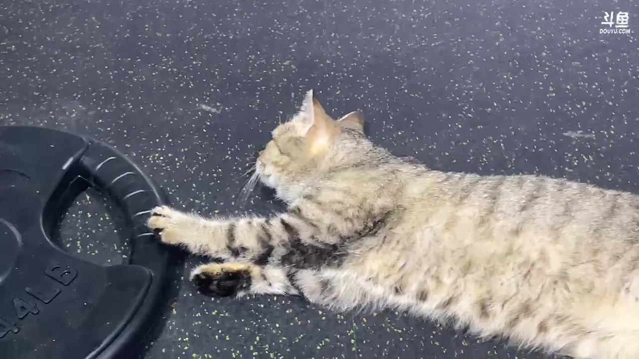 【2023-07-21 17点场】驴酱的冯雨大王：冯雨减肥DAY14：保持理智，热爱生活！