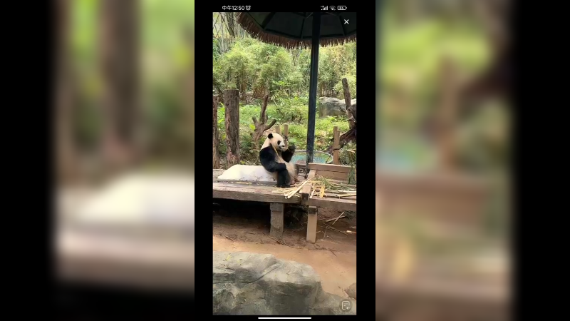 大熊猫吃竹子好可爱啊