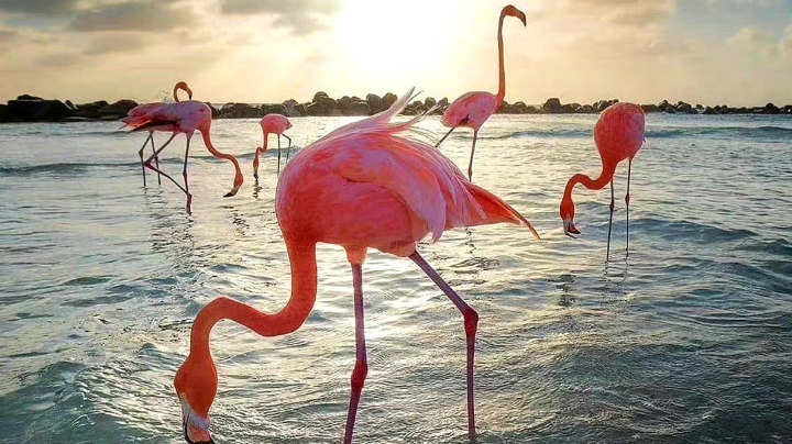 【2023-7-24 14点场】用户99215753:用户99215753的直播间