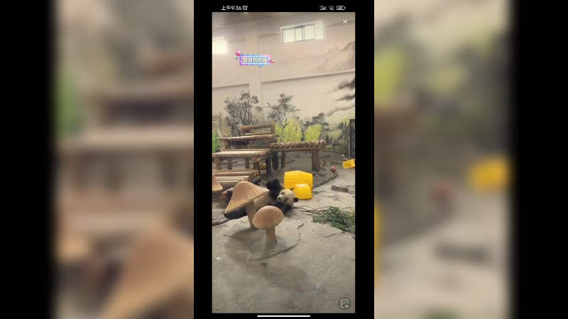 大熊猫躺着吃竹子快乐啊