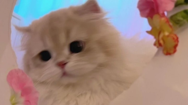 【2023-7-20 14点场】猫瞳ya:【甜甜少女音】欢迎上车车❤