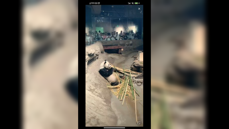 大熊猫在吃竹子，一群人看着他