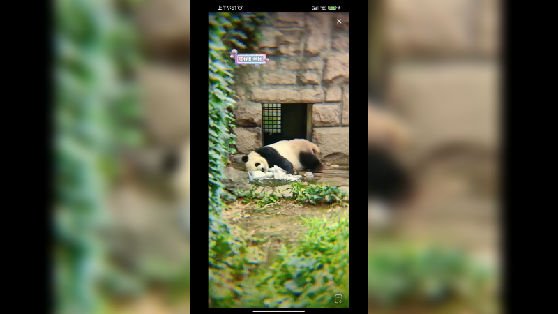 大熊猫睡觉摇小脚好悠哉