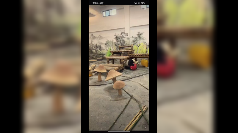 大熊猫离堆玩瑜伽球