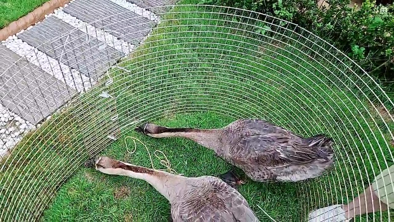 【2023-08-02 18点场】王大谋119：【小奶团】双倍 早上五点出发云南准备吃虫